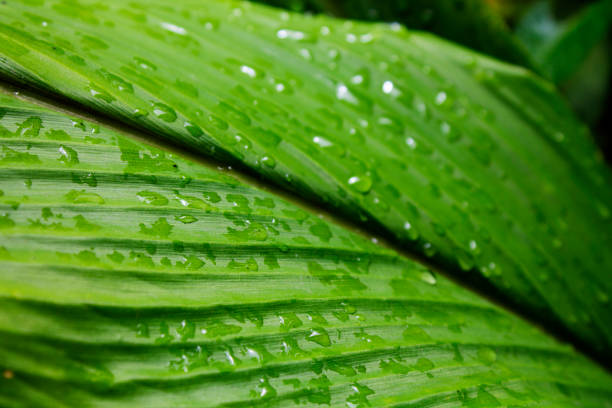 дождливая роса на зеленых листьях - 3695 стоковые фото и изображения