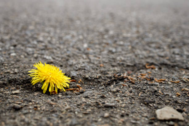 istock yellow dandelion flower on rough asphalt 1285734959