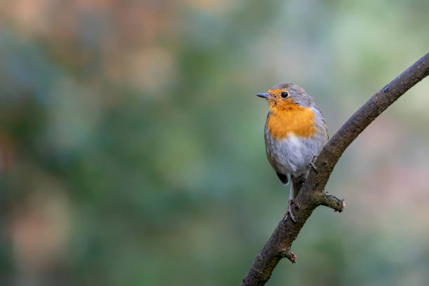 istock European Robin (Erithacus rubecula) on a branch 1285735878