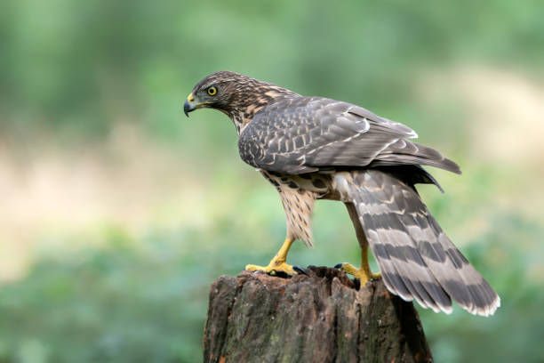 istock juvenile Northern Goshawk juvenile (Accipiter gentilis) on a tree trunk 1285735923
