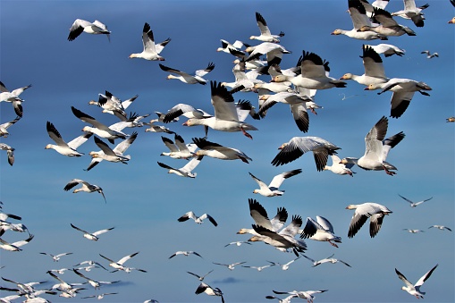Snow Geese in Flight, Canada