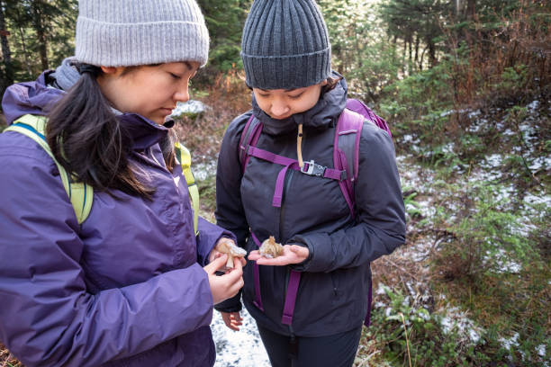 jeunes adultes, sœurs multiethniques examiner champignons découverts sur la randonnée d’hiver - mt seymour provincial park photos et images de collection