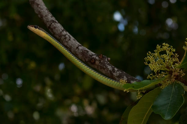 istock Huge reptiles from exotic places 1285737668