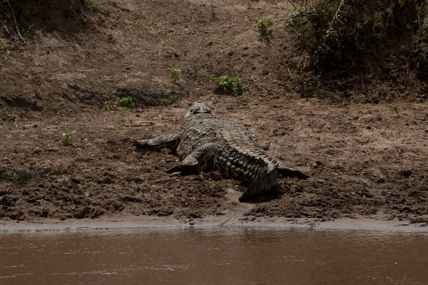 istock Huge reptiles from exotic places 1285737673