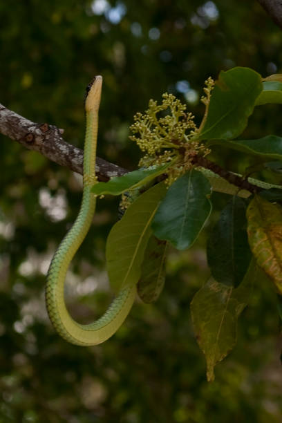 istock Huge reptiles from exotic places 1285737679