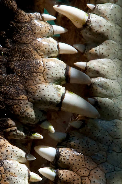 istock Huge reptiles from exotic places 1285737680