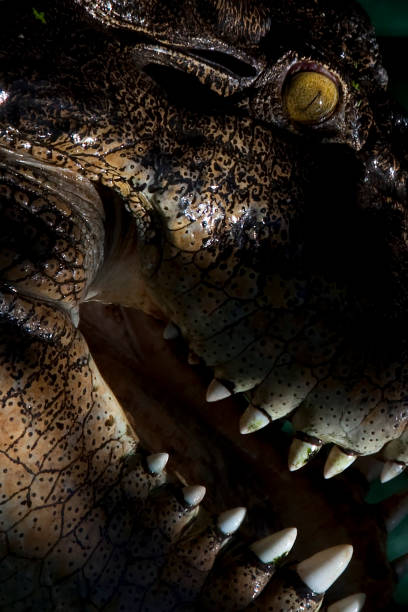 istock Huge reptiles from exotic places 1285737683