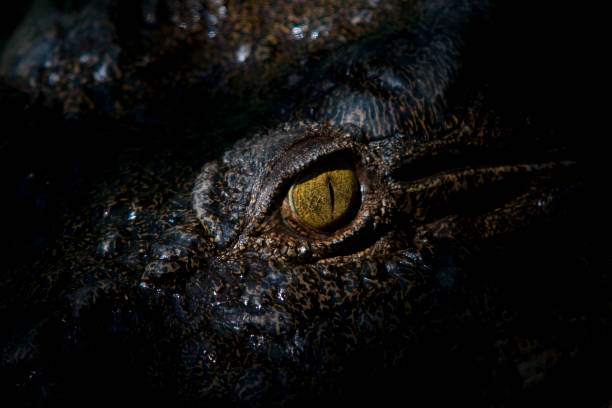 istock Huge reptiles from exotic places 1285737687