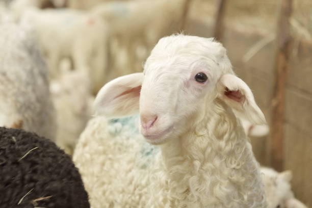 istock Sheep, lamb on a farm in the barn, Gironde 1285737871