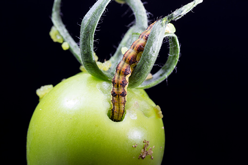 The worm (Helicoverpa armigera), also known as the tomato borer, tobacco caterpillar, and Old World caterpillar is a species of lepidopteran in the Noctuidae family whose larvae feed on a wide range of plants including cultivated plants. They are multifactorial and cosmopolitan pests.