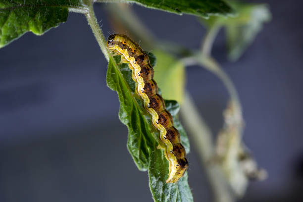 istock Caterpillar Tomato Fruit Borer, Helicoverpa armigera 1285737924