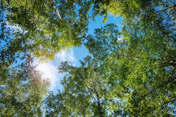 istock a view up into the green forest tree tops in summer 1285738623