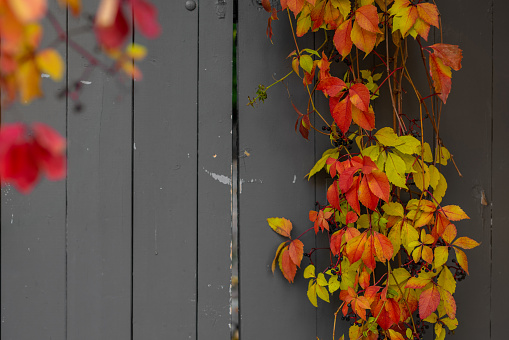 Foliage on a vintage wooden surface with copy space. Selective focus, blurred background.