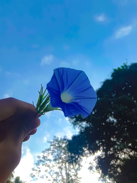 ipomoea tricolor or morning glory flower in hand under open sky.