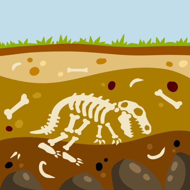 恐竜の骨格。先史時代のトカゲの骨。セクションに着陸します。層を持つ土壌。歴史的な発見と考古学的発掘調査。フラット漫画の風景 - 恐竜　骨点のイラスト素材／クリップアート素材／マンガ素材／アイコン素材