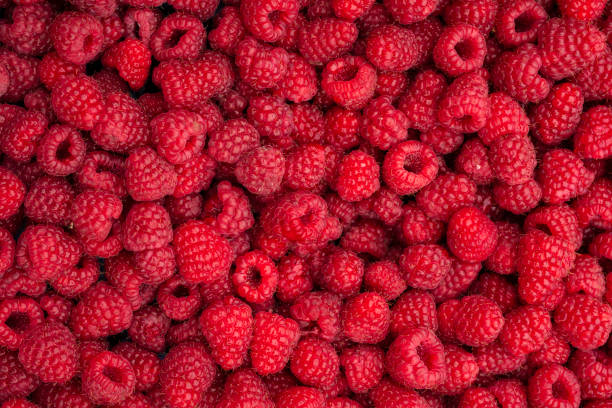 frambuesas frescas - raspberry fotografías e imágenes de stock