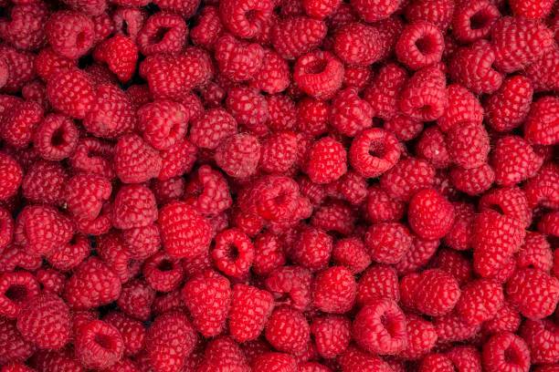fresh raspberries - raspberry imagens e fotografias de stock