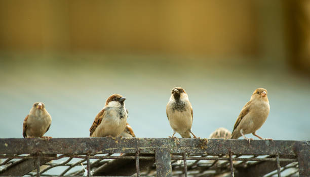 istock Sparrow Bird, Animal, Standing, Delhi, India, 1285740662