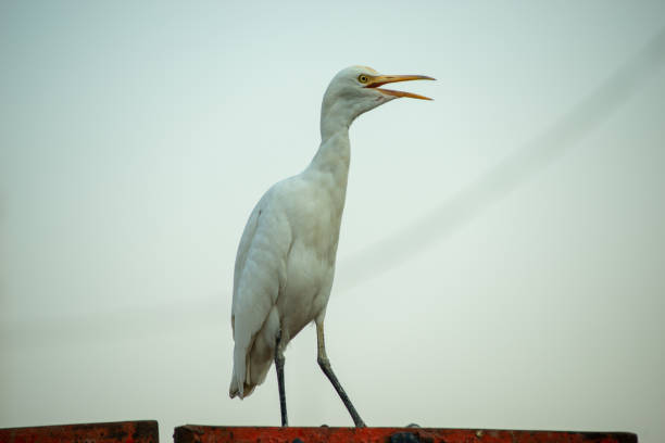 Egret bird short yellow bill with black legs