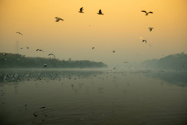 istock Bird, Animal Migration, Birds Flying, Flying 1285741120