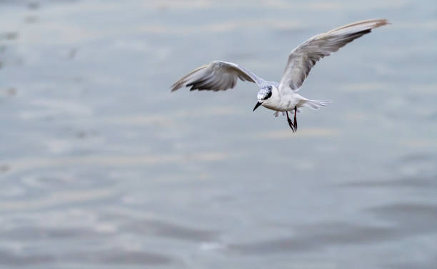 istock The whiskered tern in flight , Bang Pu Recreation Centre , Thailand 1285742691