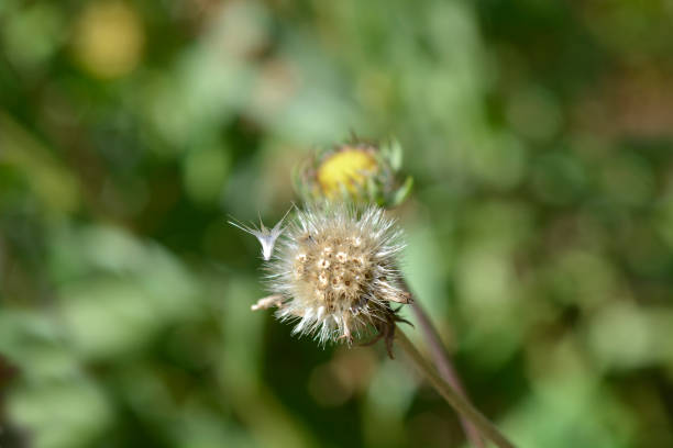 Blanket flower Burgunder seed head - Latin name - Gaillardia x grandiflora Burgunder