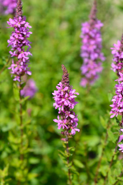 istock Purple loosestrife 1285744608