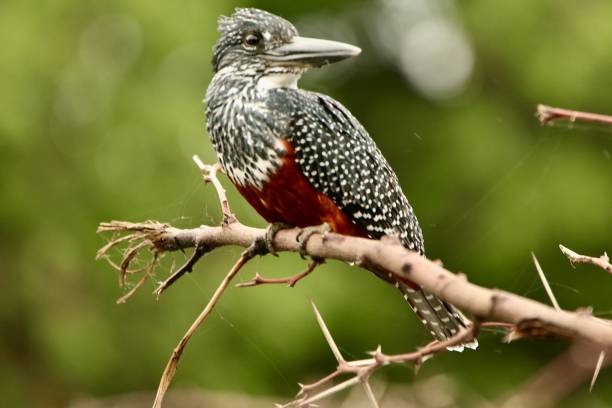 a Kingfisher perches searching for food in southern Africa