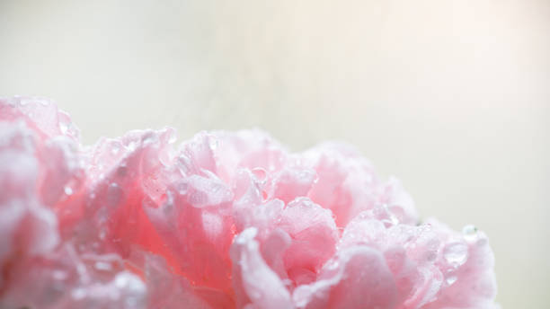 istock pink carnation in drops after rain 1285745435