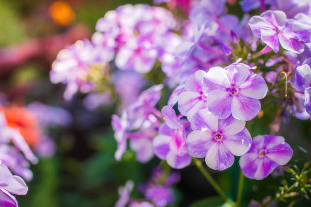 Pink phlox flower close up in summer garden