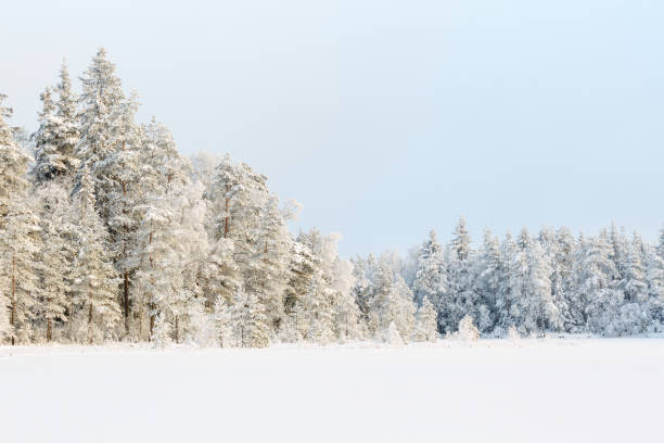 istock Wintry Landscape View at a forest with new snow and frost 1285745661