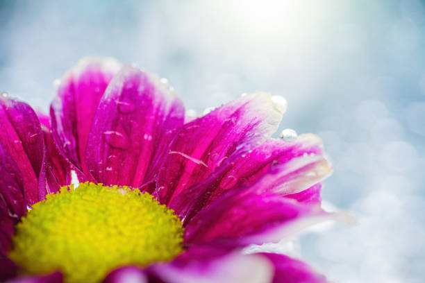 Chrysanthemum close-up with drops of water on the petals.