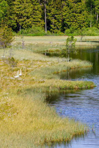 istock Whooper swans on the bog at the lake 1285745762