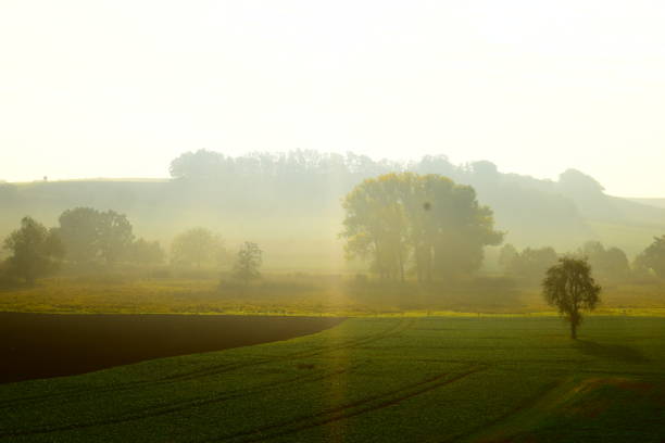 istock fog in the swampland 1285745823