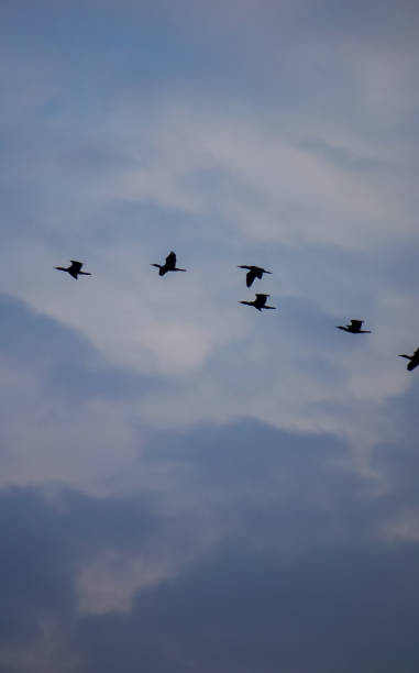 istock Cloudy sky with a flock of birds 1285746400