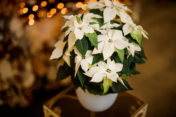 Photo of close-up of beautiful poinsettia flower with bright green and white leaves