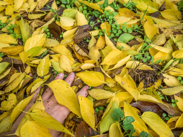 istock Hand on the ground covered with yellow leaves 1285746850