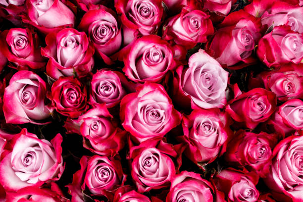 istock Pink rose flowers background 1285747805