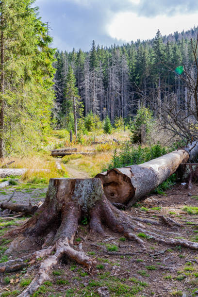 istock Felled tree trunk and tree stump on a mountain glade in coniferous forest in Tatra Mountains, Poland. 1285750093