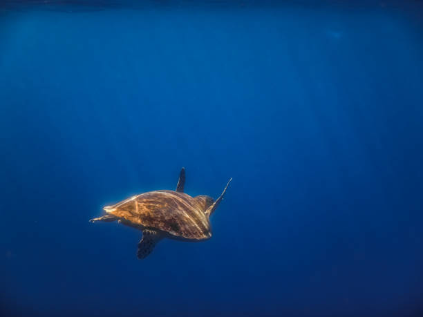 istock hawksbill turtle swims in blue water with sunrays 1285750991