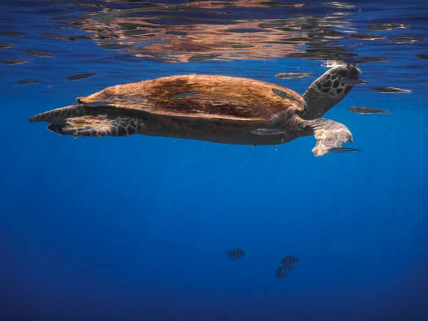 istock hawksbill turtle swims under the surface to breathe in the red sea 1285751006