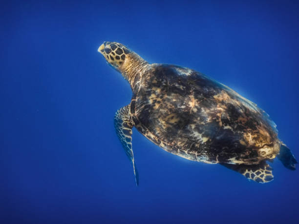 istock hawksbill turtle with sunshine in blue water in egypt 1285751013