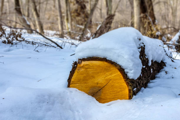 istock closeup snowbound pine log on a forest glade 1285751395