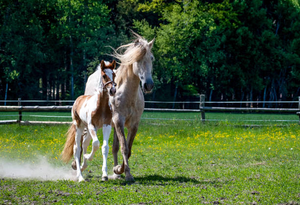 Foal afternoon sunny run on pasture with mom.