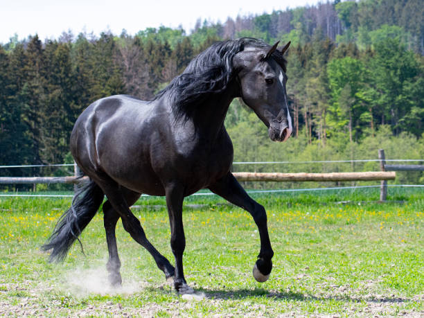 istock Cheerful dancing black horse in the paddock 1285752505
