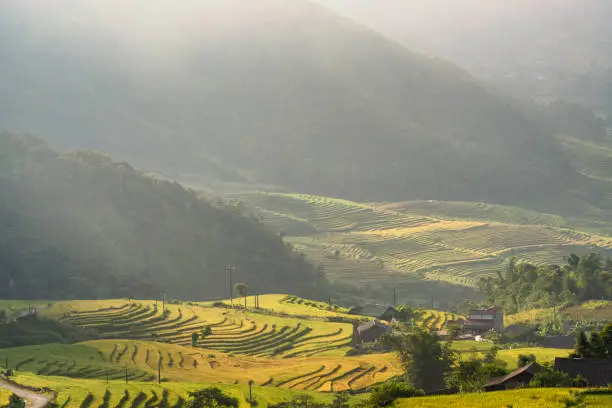 Terraced rice fields in Y ty, Sapa, Laocai, Vietnam seen from the mountains. Rice fields prepare the harvest at Northwest Vietnam