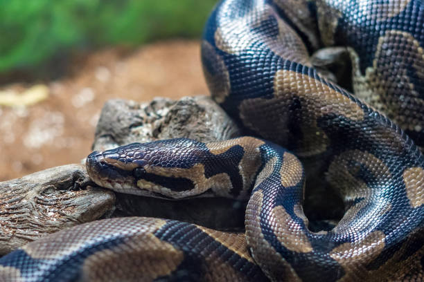 königspython ruht auf einem baumstamm in einem terrarium - royal python stock-fotos und bilder