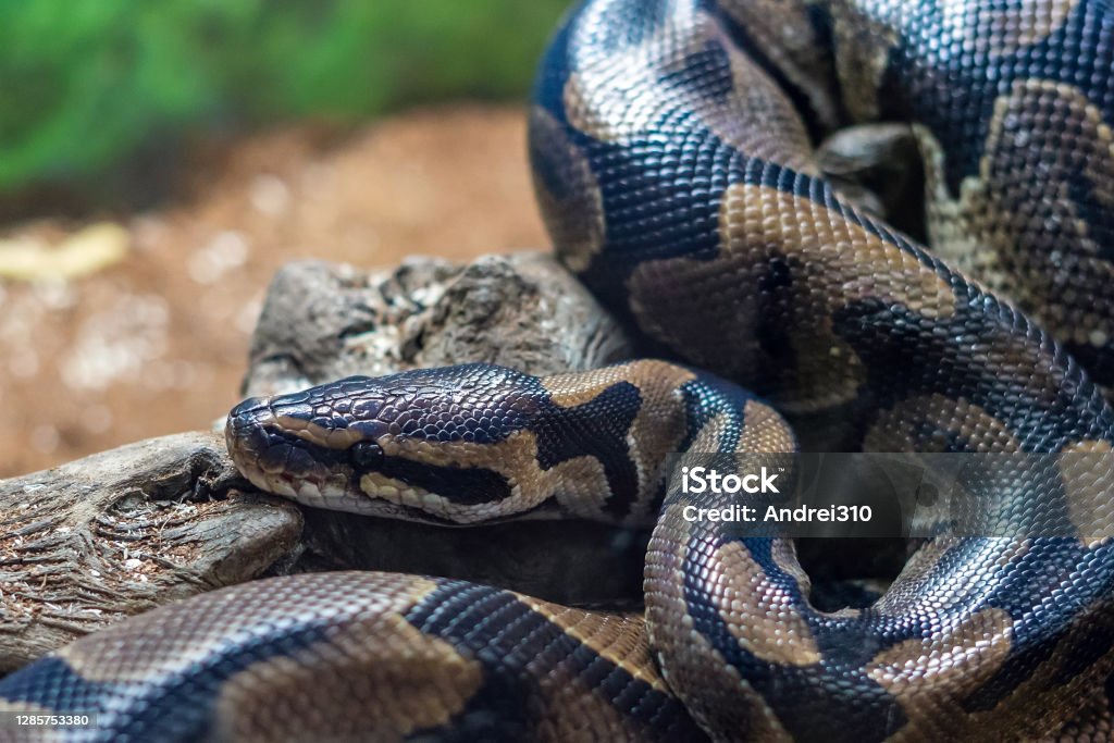royal python - the world of fish and pets Images High... Royal Python Resting On A Log In A Terrarium Stock Photo - Download ...