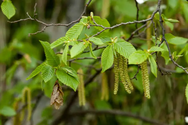 Flowers of European Hornbeam