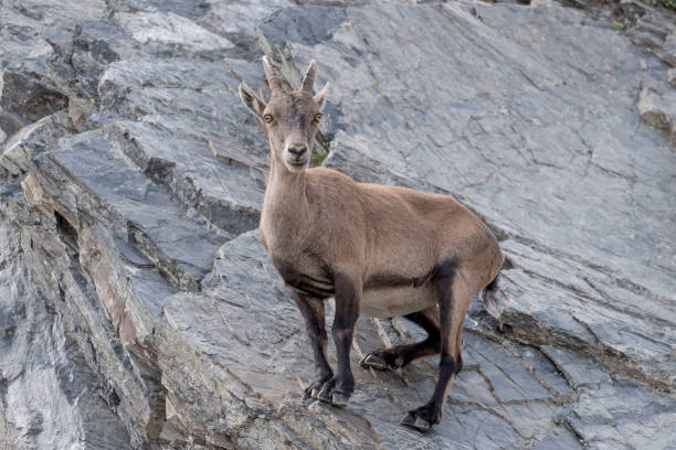 istock Alpine ibex female on the rock (Capra ibex) 1285754628
